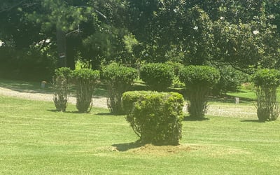 Photo of DeCarlo H.'s yard after getting landscaping in Hillsborough, NC