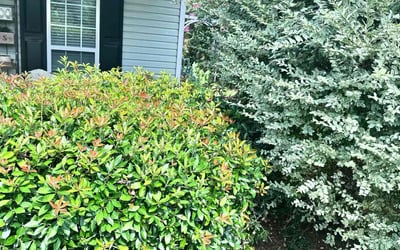 Photo of Kenyo R.'s yard after getting tree care in Mableton, GA