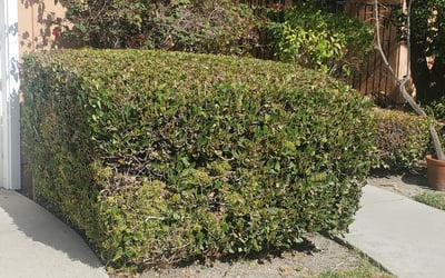 Photo of Alexis B.'s yard after getting landscaping in Corona Del Mar, CA