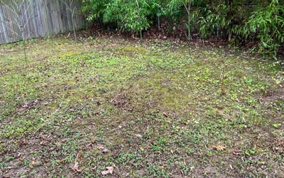 Photo of Ronald P.'s yard after getting tree care in Arlington, VA