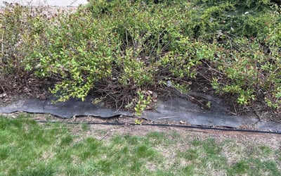 Photo of Laurie R.'s yard after getting landscaping in Nederland, CO