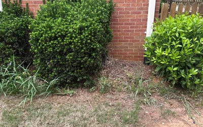 Photo of Susannah H.'s yard after getting landscaping in Snellville, GA