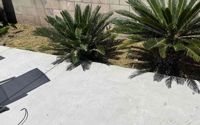 Photo of John M.'s yard after getting landscaping in Woodland Hills, CA