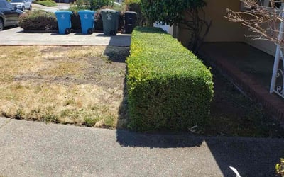 Photo of Uneki B.'s yard after getting tree care in Windsor, CA