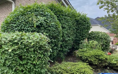 Photo of Terry L.'s yard after getting tree care in Batavia, OH