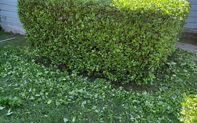 Photo of Daryl J.'s yard after getting landscaping in Wolfe City, TX