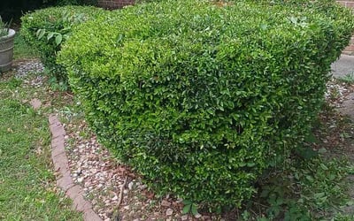 Photo of Karen F.'s yard after getting landscaping in Jonesboro, GA