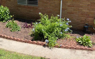 Photo of Hailey C.'s yard after getting tree care in Clute, TX