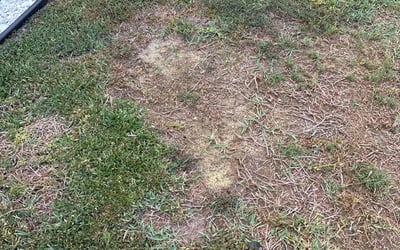 Photo of Stacey C.'s yard after getting landscaping in Dunedin, FL