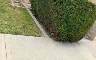 Photo of Jeffrey S.'s yard after getting landscaping in Fountain Valley, CA