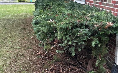 Photo of David P.'s yard after getting landscaping in Cicero, IN