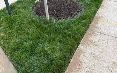 Photo of James S.'s yard after getting landscaping in Manassas, VA