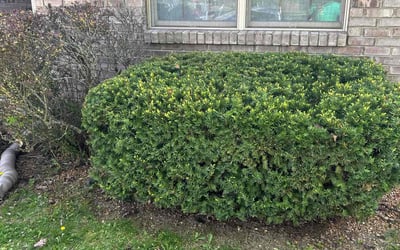 Photo of Victoria A.'s yard after getting tree care in Indianapolis, IN