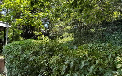 Photo of Megan C.'s yard after getting tree care in Bethesda, MD