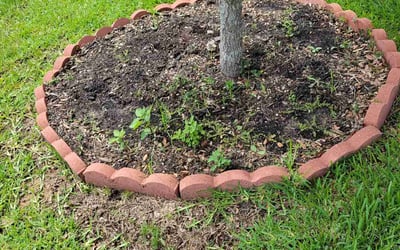 Photo of Matt R.'s yard after getting lawn care in Dayton, TX