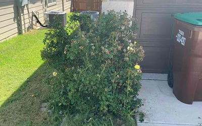 Photo of Bobbie M.'s yard after getting tree care in Boerne, TX