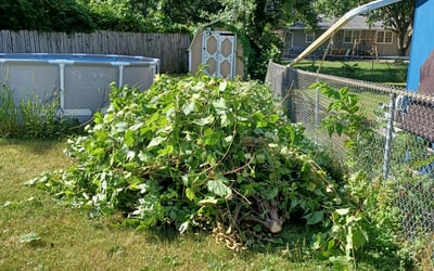 Photo of Jackie W.'s yard after getting landscaping in Stanchfield, MN