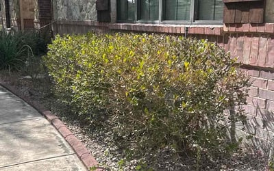 Photo of Lisa H.'s yard after getting landscaping in Nemo, TX