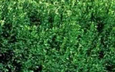 Photo of Stephen R.'s yard after getting landscaping in Manhattan, KS