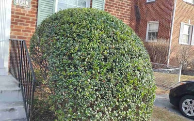 Photo of Katherine T.'s yard after getting landscaping in Barnesville, MD