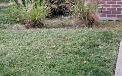 Photo of Dixie S.'s yard after getting tree care in Anderson, IN