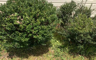 Photo of Amy H.'s yard after getting landscaping in Dinwiddie, VA