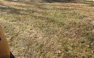 Photo of Andrew G.'s yard after getting landscaping in Dowell, MD