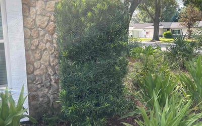 Photo of Noel S.'s yard after getting tree care in Apopka, FL