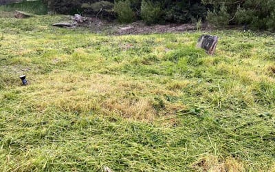 Photo of Tony S.'s yard after getting landscaping in Fallbrook, CA
