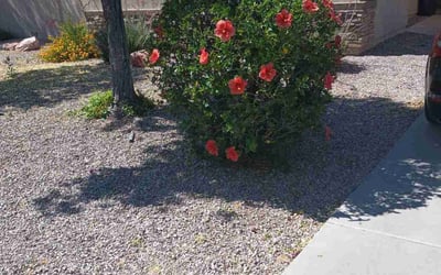 Photo of Samantha S.'s yard after getting landscaping in Waddell, AZ