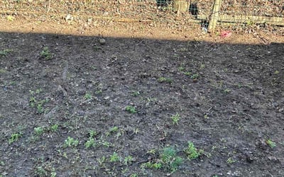 Photo of Brandon P.'s yard after getting landscaping in Dupont, CO