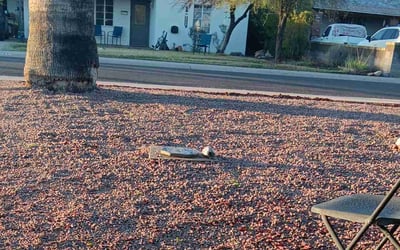 Photo of Elizabeth S.'s yard after getting landscaping in Fort Mcdowell, AZ