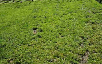 Photo of Darius D.'s yard after getting tree care in Cleveland, OH