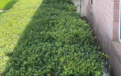 Photo of John C.'s yard after getting tree care in Pensacola, FL
