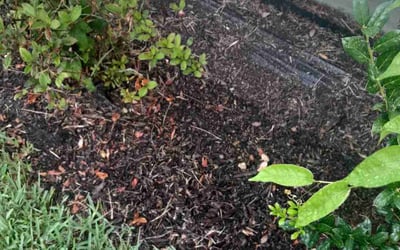 Photo of Emily W.'s yard after getting landscaping in Luling, LA