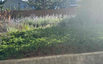 Photo of Colleen R.'s yard after getting landscaping in Como, CO