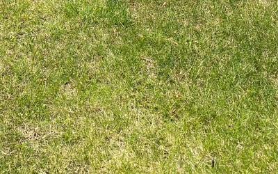Photo of Christopher M.'s yard after getting tree care in Fort Wayne, IN