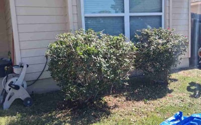 Photo of Jennifer J.'s yard after getting landscaping in Christine, TX