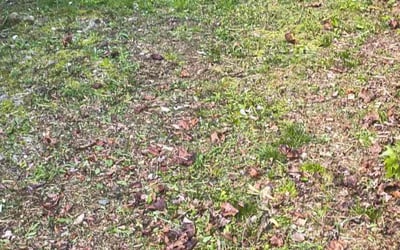 Photo of Alex P.'s yard after getting landscaping in East Setauket, NY