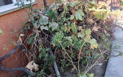 Photo of Jessica C.'s yard after getting landscaping in Reseda, CA