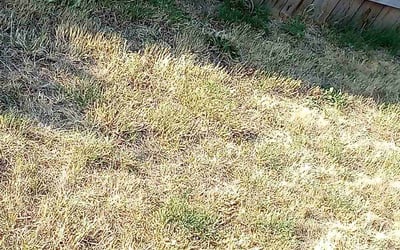 Photo of Kathleen C.'s yard after getting landscaping in Medina, WA