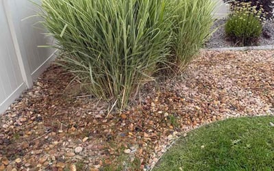 Photo of Donna L.'s yard after getting tree care in Denver, CO