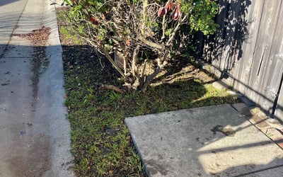 Photo of Tracy S.'s yard after getting landscaping in Diamond Springs, CA