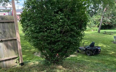 Photo of Herman J.'s yard after getting tree care in Swanton, OH