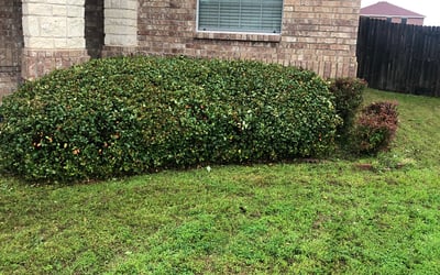 Photo of David S.'s yard after getting landscaping in Lillian, TX