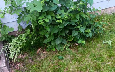 Photo of Steve L.'s yard after getting landscaping in Mound, MN