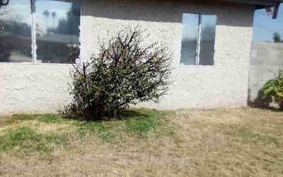 Photo of Samuel M.'s yard after getting landscaping in La Quinta, CA