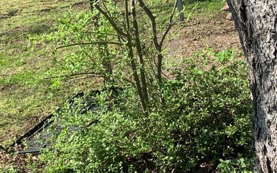 Photo of Karen W.'s yard after getting landscaping in Mathews, VA