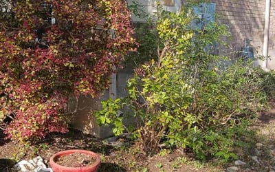 Photo of Dawn H.'s yard after getting landscaping in Buda, TX