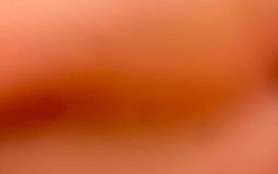 Photo of Lynnette M.'s yard after getting tree care in Healdsburg, CA